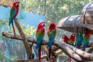 exotic birds for sale