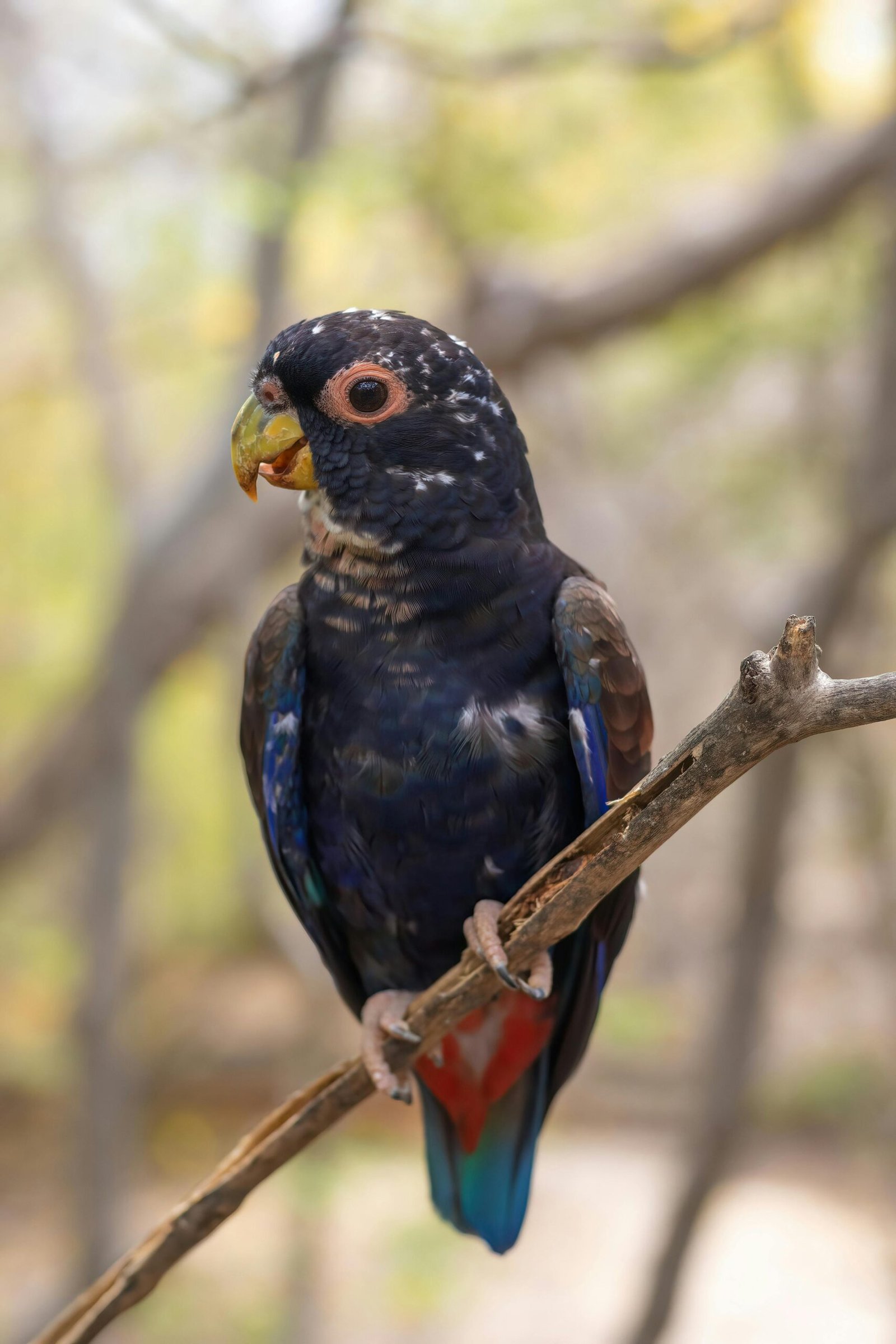 exotic bird breeder USA