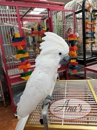 umbrella cockatoo baby for sale