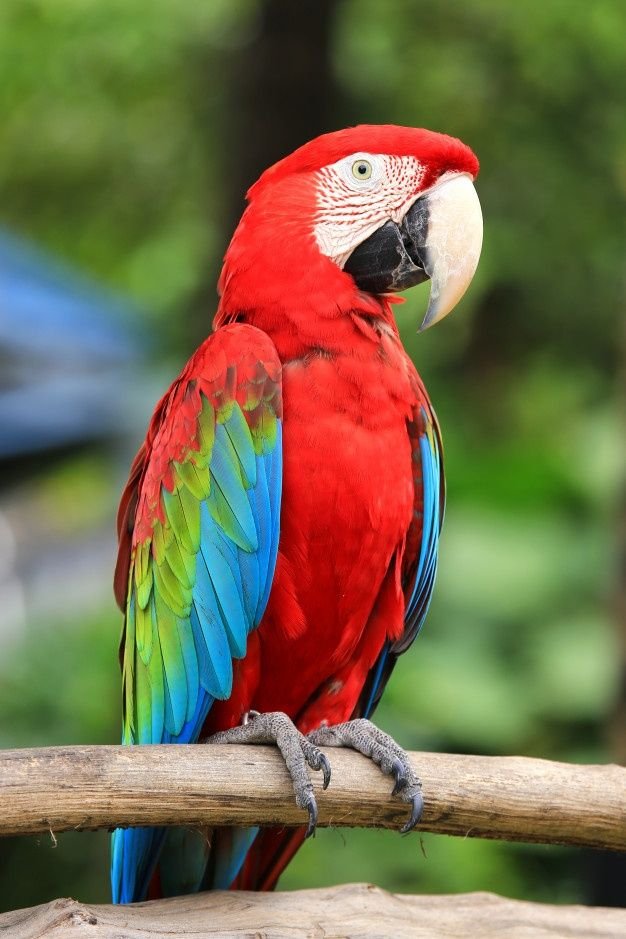 affordable macaw parrot for sale