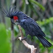 Black Palm Cockatoo for Sale
