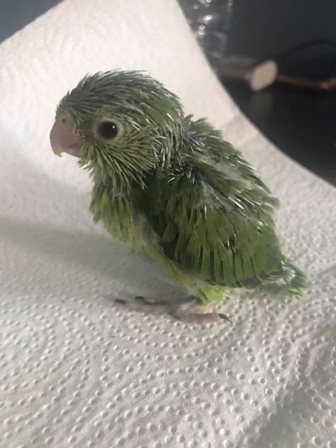 healthy baby conure parrot online