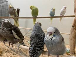 where to buy exotic birds online