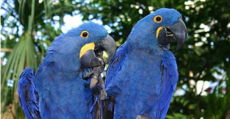 exotic bird prices
