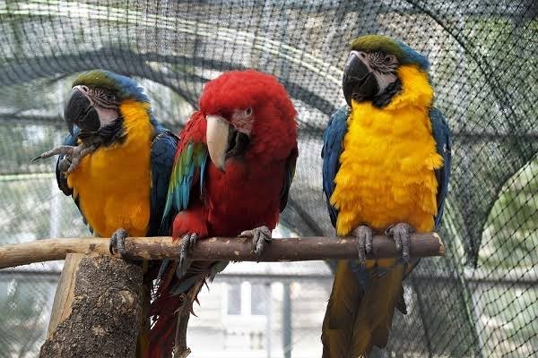 exotic birds for sale with financing