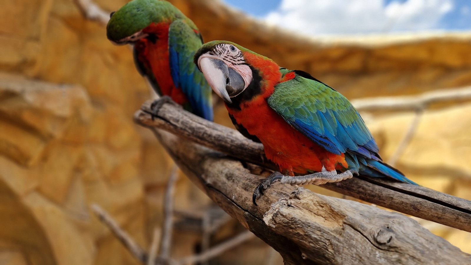 parrots ready to go home