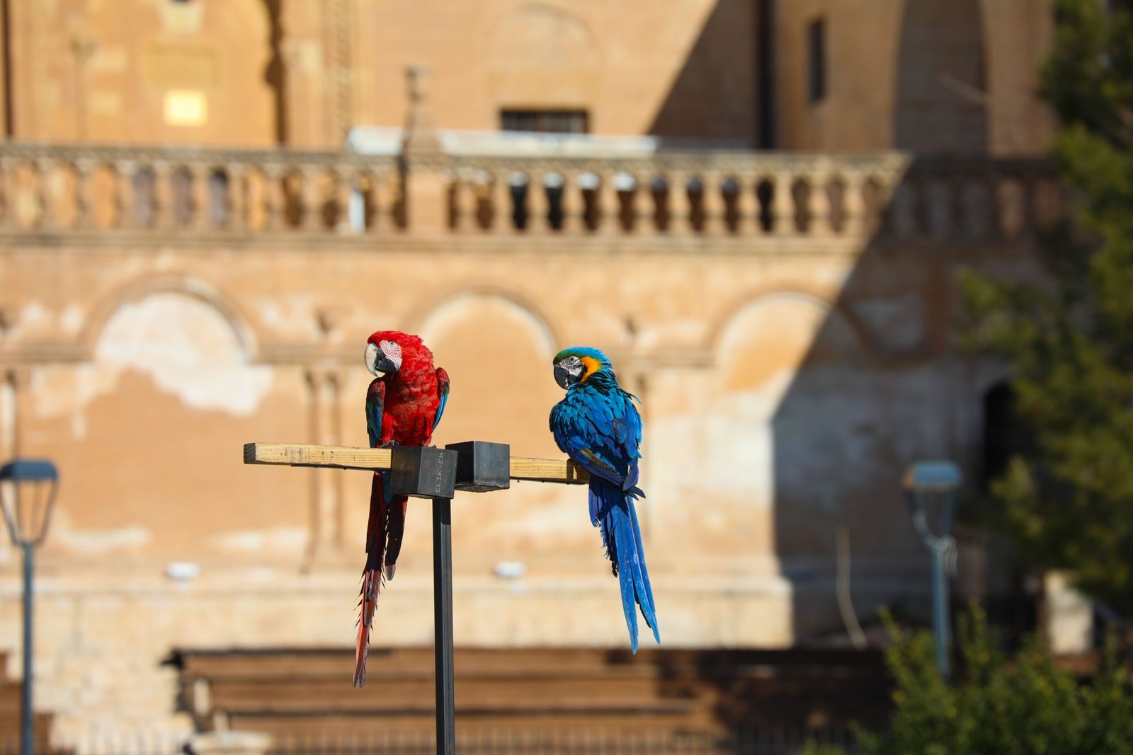 exotic bird adoption for sale